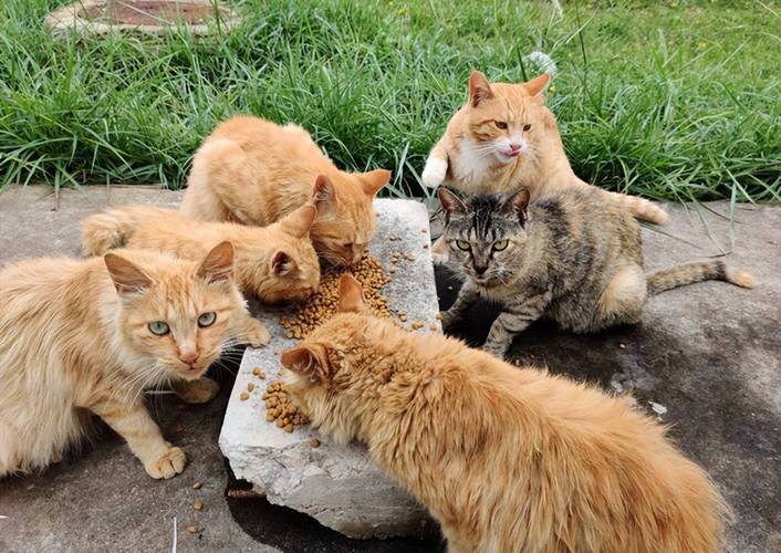 从源头解决流浪猫狗问题：多地推行“诱捕-绝育-放归”模式