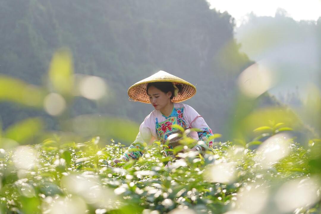 湖湘好物推荐｜古丈毛尖：云雾深处的翡翠之吻