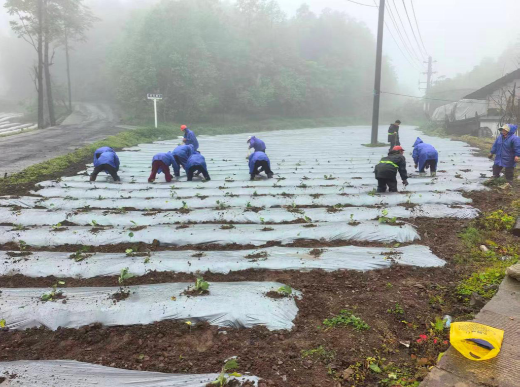 亩产500公斤！这里的高山蔬菜为啥能让村民收入翻倍？