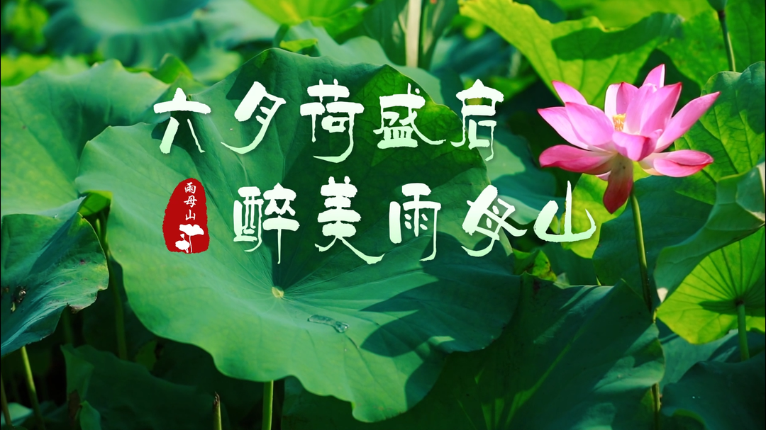 蒸湘区：六月荷盛启，醉美雨母山