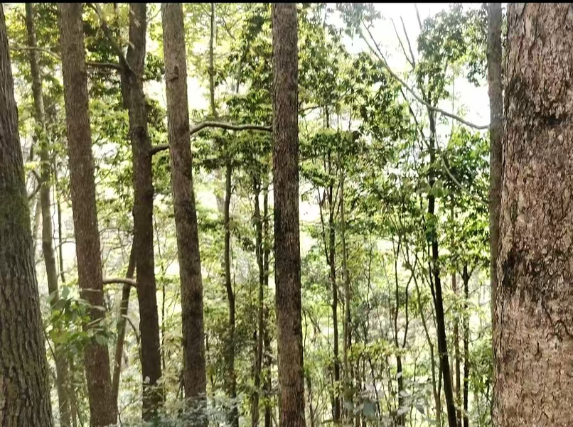 湖南高望界现大型野生闽楠天然群落