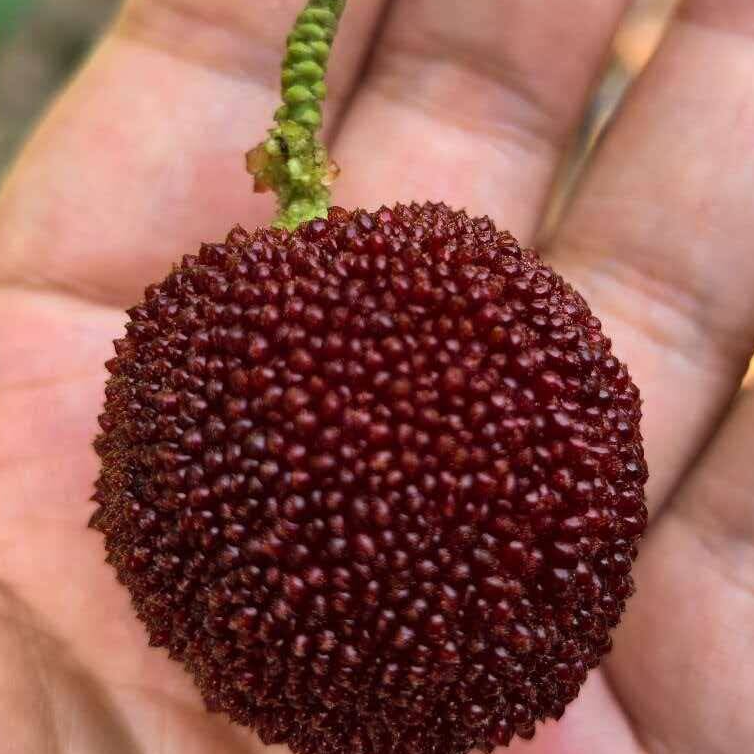 “好果真的不愁卖”