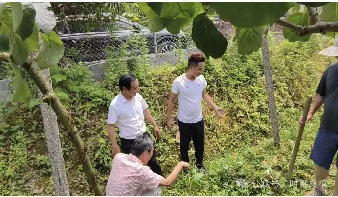 蚜茧蜂“以虫治虫” 桑植绿色防控释放生态红利