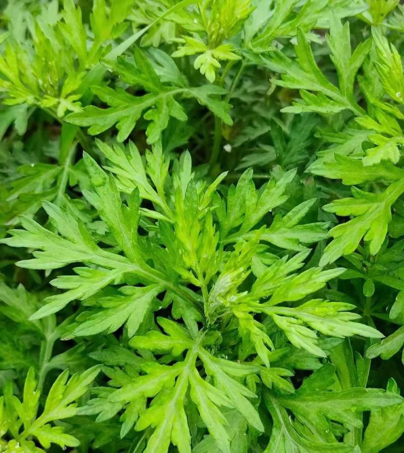 端午悬过的艾草别扔！这样一物多用，可祛湿养生