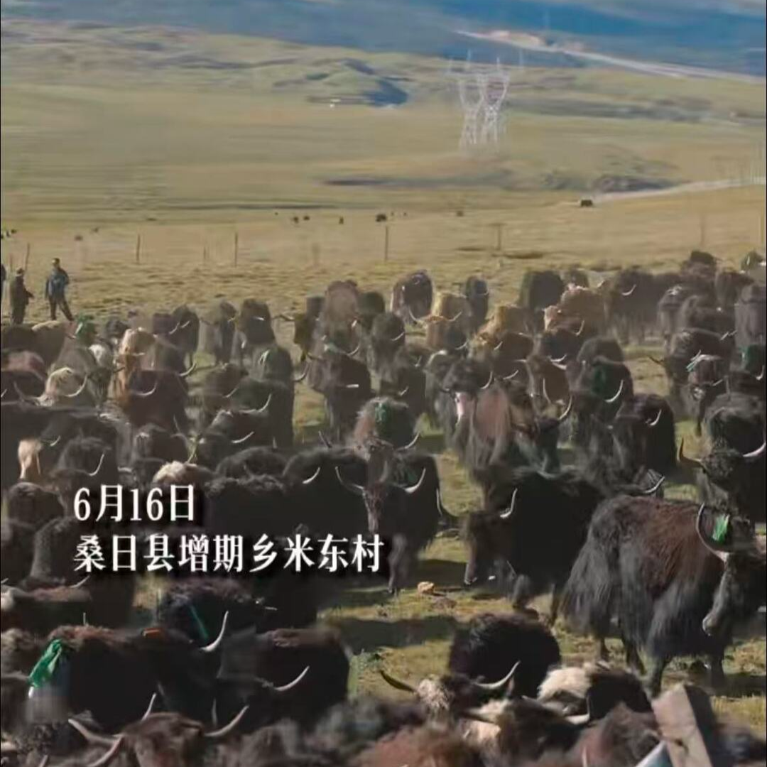 你见过吗？高原2000多头牦牛转场！