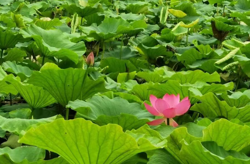今日夏至，愿所有美好如约而至