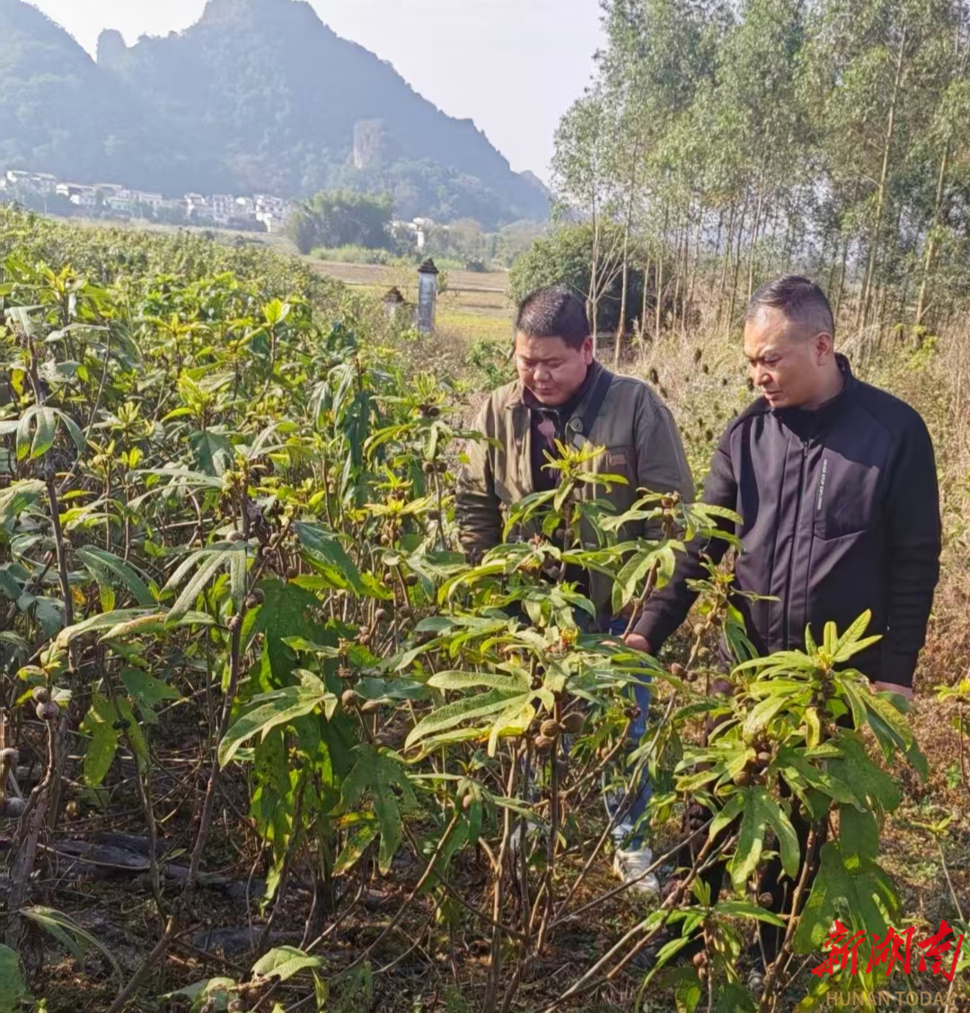安仁县红岩村的“金色约定”——省退役军人事务厅驻村工作队发展黄蜀葵产业纪实