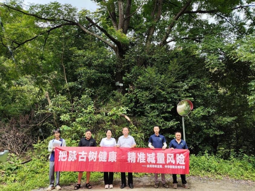 林保联动体检古树 中华财险永州中支创新模式守护绿色文脉