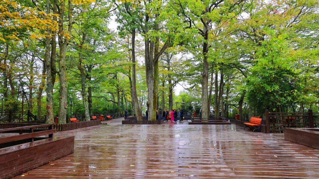 中央电视台推介隆回崇木凼古树群