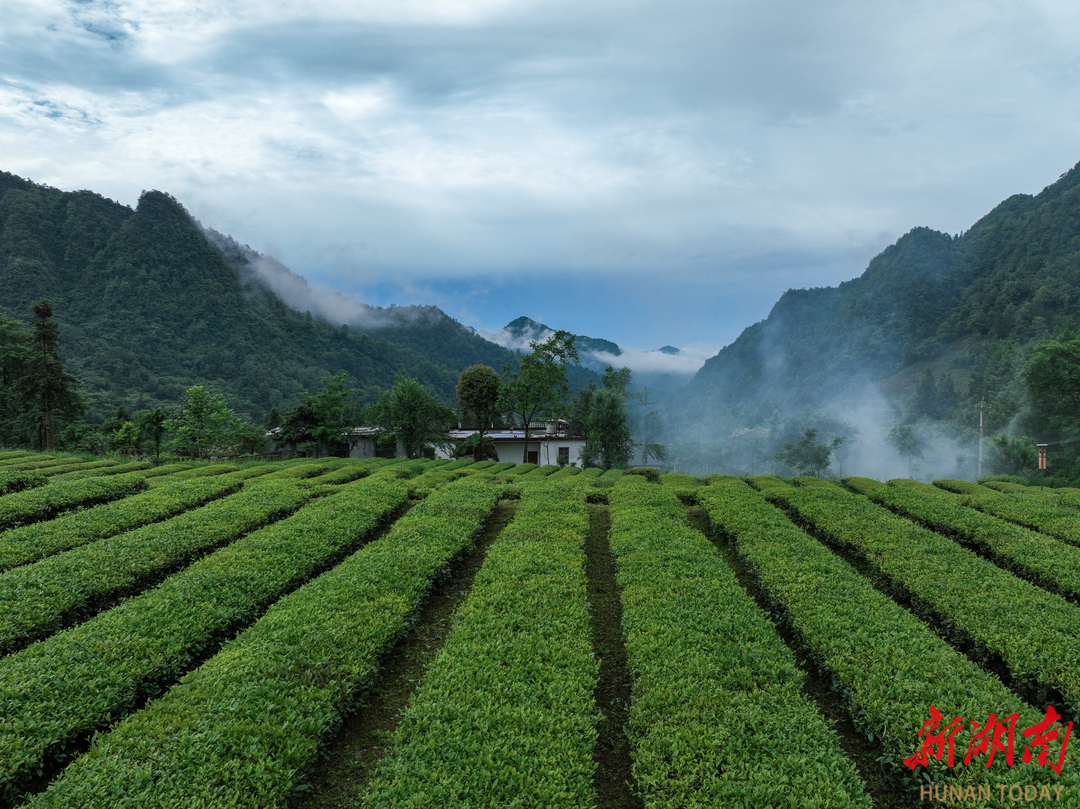 桑植白茶写青春