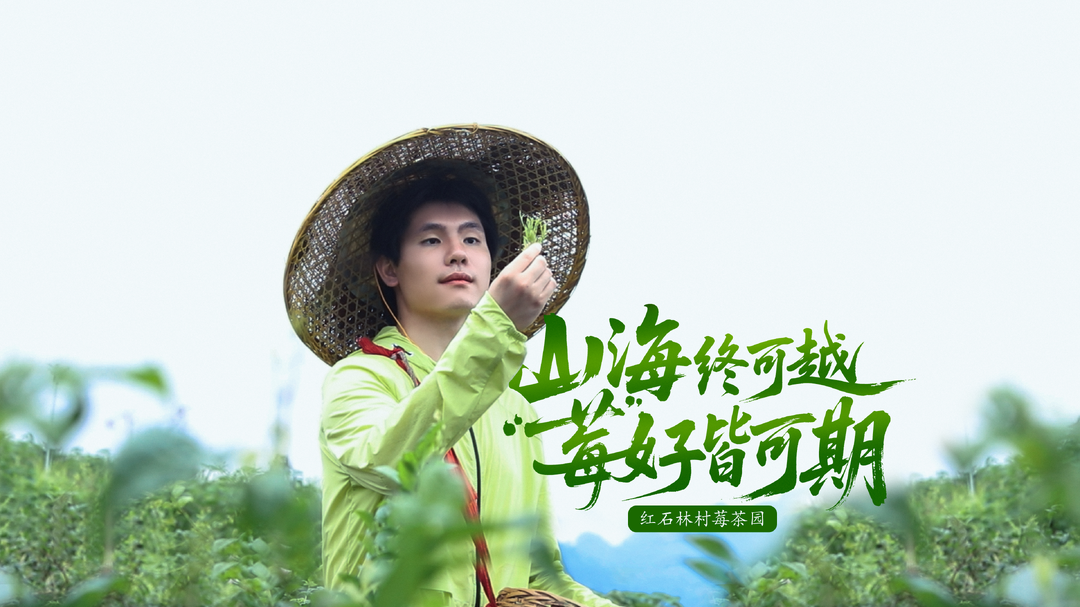莓茶园PK赛②丨尹家溪镇红石林村莓茶园：山海终可越，“莓”好皆可期
