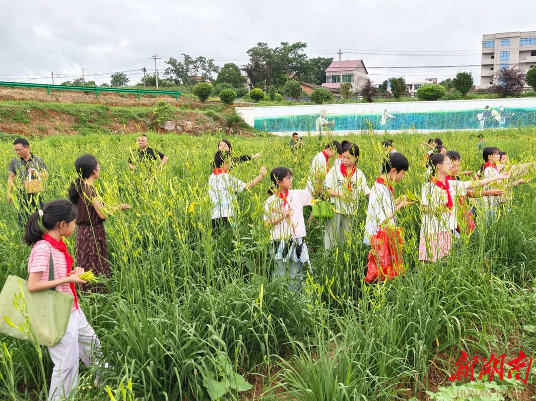 祁东县白地市镇第二中心小学开展黄花菜主题研学活动