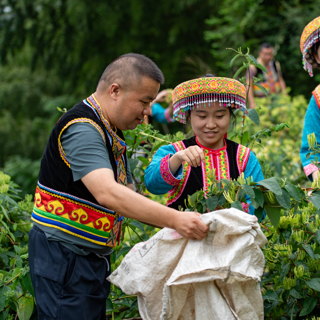 图说怀化丨溆浦龙庄湾乡山银花迎丰收