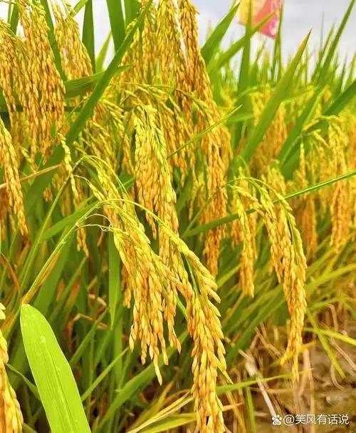 芙蓉国评论丨抹黑袁隆平院士的杂交水稻？反智不应是流量密码