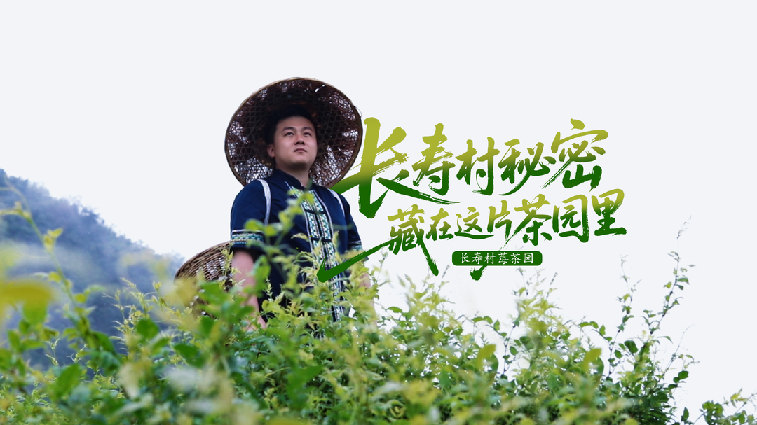莓茶园PK赛丨③罗塔坪乡长寿村莓茶园：长寿村秘密 藏在这片茶园里