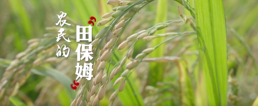 【“与理有岳·新思想青年说”】（第三辑）第十九期：农民的“田保姆”