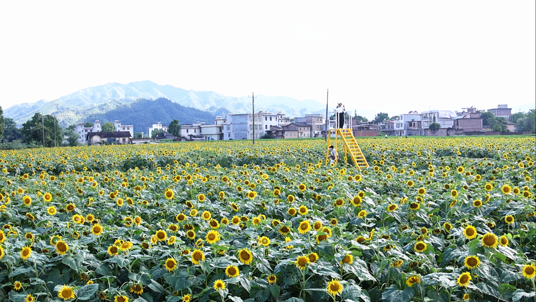 组图丨汝城：金色花海变课堂 泉水向日葵基地迎来研学热