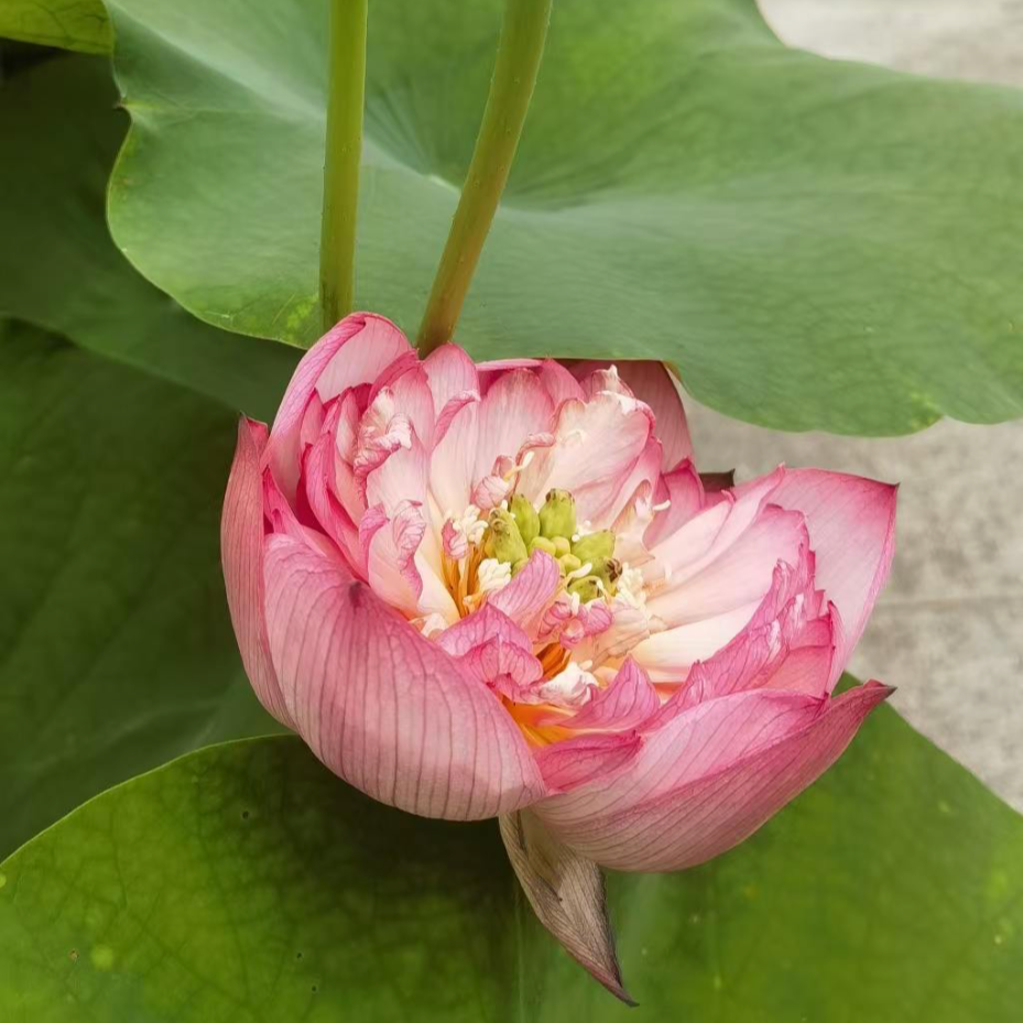诗歌原创｜荷花辞