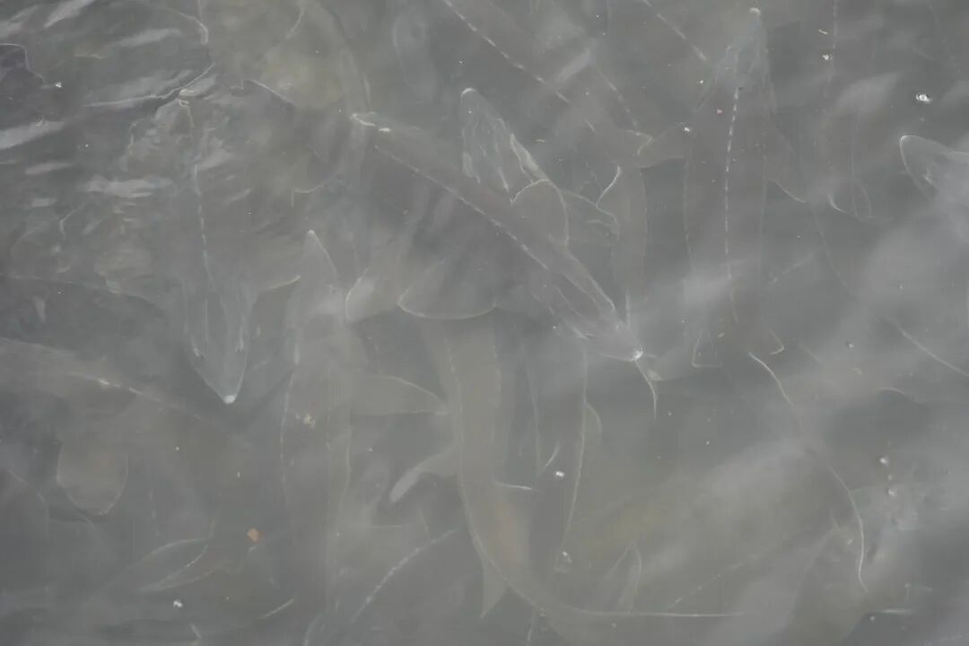 东江湖鲟鱼“游”向越南 (1).jpg