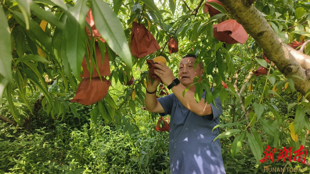 美文欣赏丨蟠桃遇见陈家河