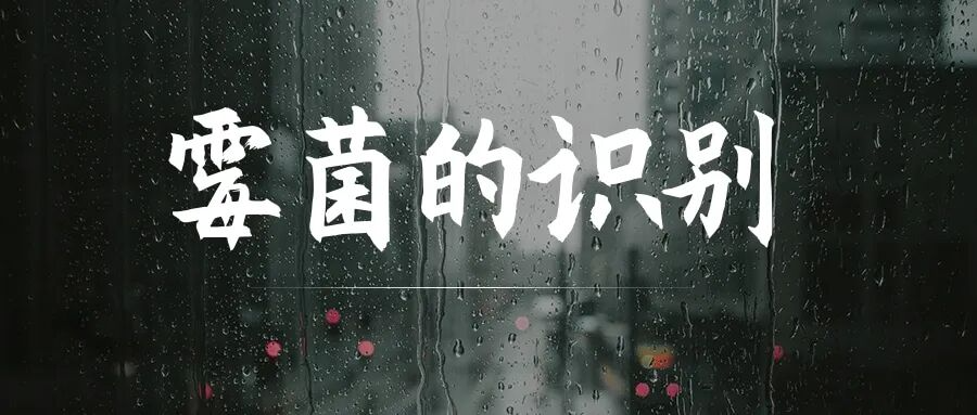 洪水过后，霉菌预防与处理，这些细节别忽略