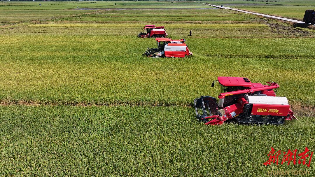 资阳区︱“双抢”开始啦！26.85万亩早稻预计将于7月下旬完成收割