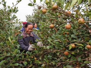 “种”智于林，“种”智于民——中方县油茶科技下乡见闻