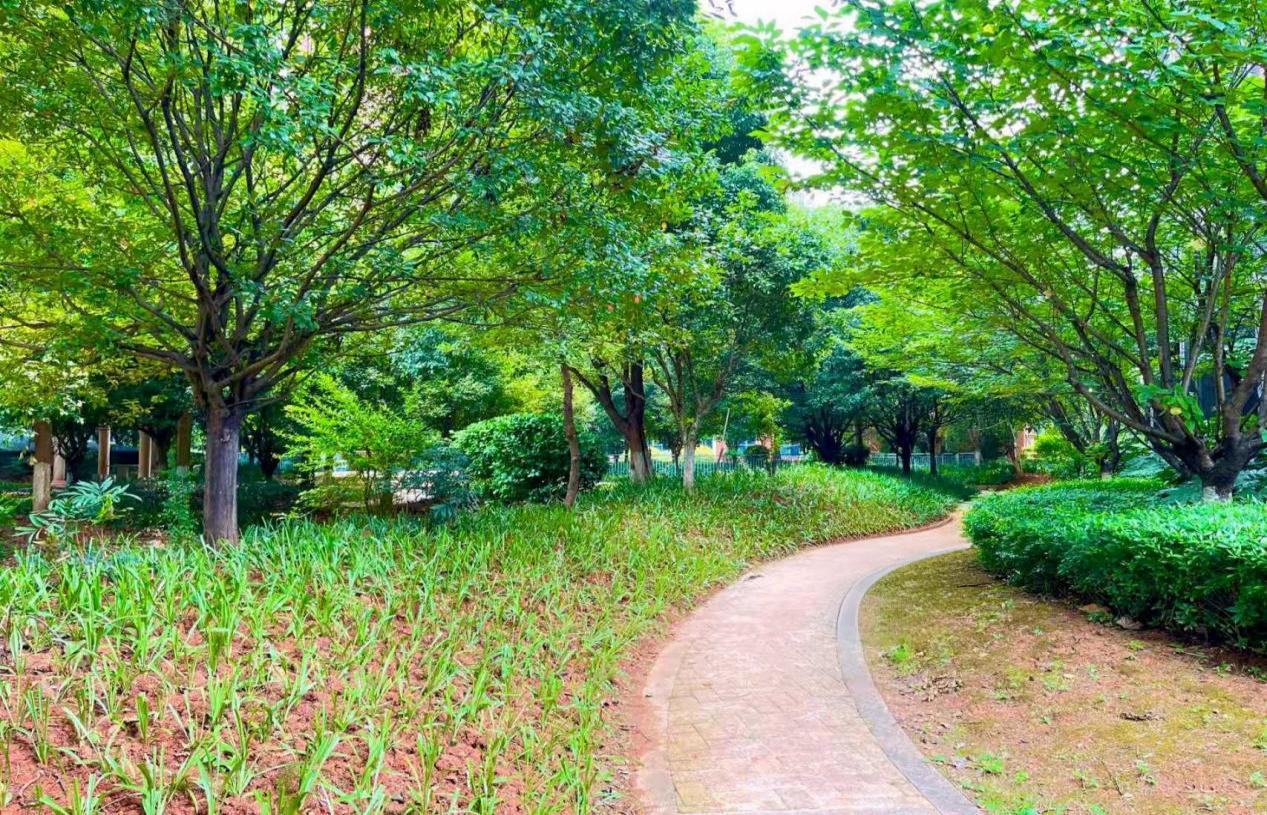 “橄”于蝶变，“榄”收幸福
