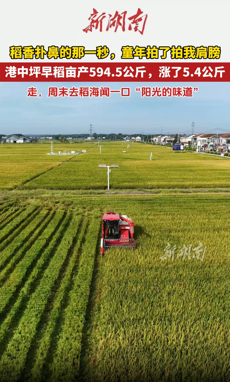 甜甜的稻香！港中坪片区早稻亩产594.5公斤，增幅0.9%