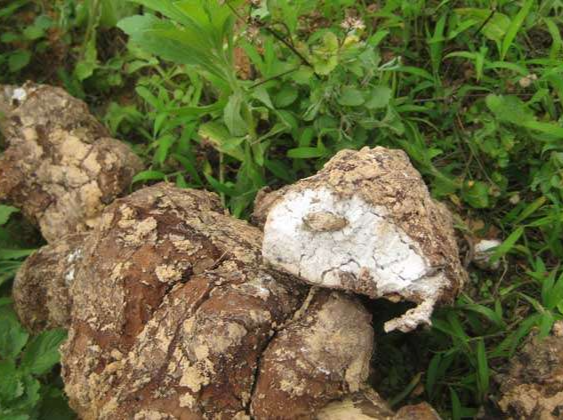 护航地标产业！《地理标志产品质量要求 靖州茯苓》团体标准正式实施