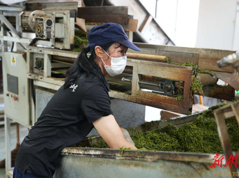 湖南日报要闻头条|安化黑茶拥抱消费新潮流开辟茶饮新赛道：让不喝的想喝 让年轻人爱喝