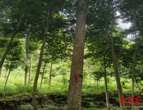 平江守护野生闽楠群落 探索生态价值转化新路径