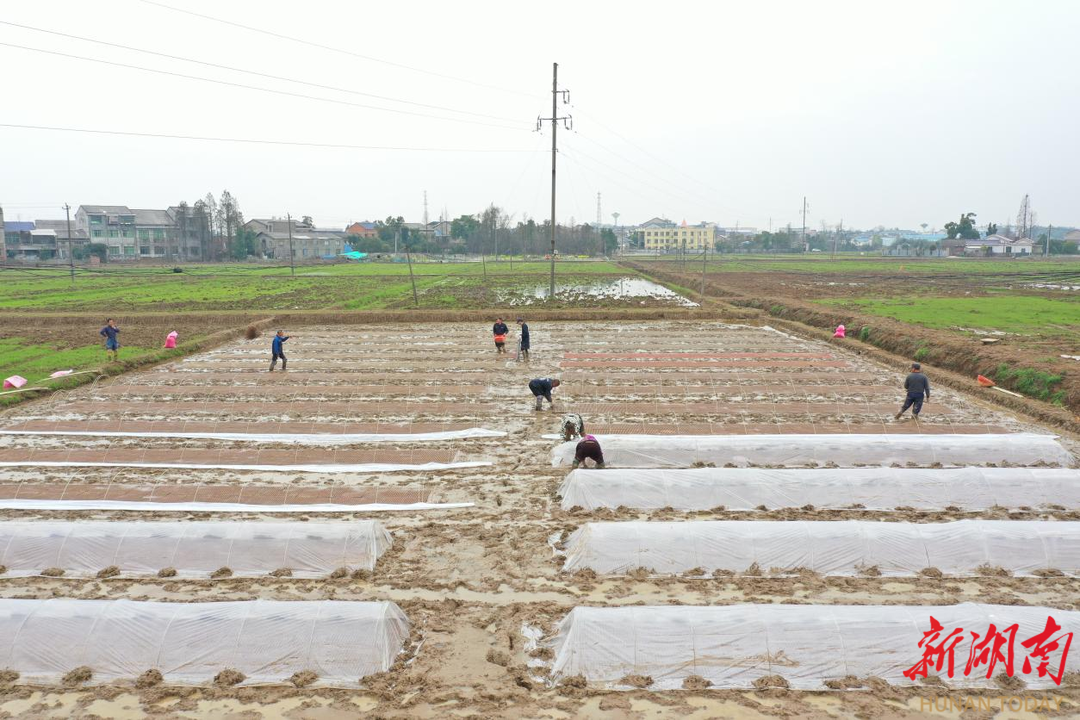 赫山区︱从春播到夏收全程高科技，看欧江岔镇如何将8.7万亩早稻颗粒归仓