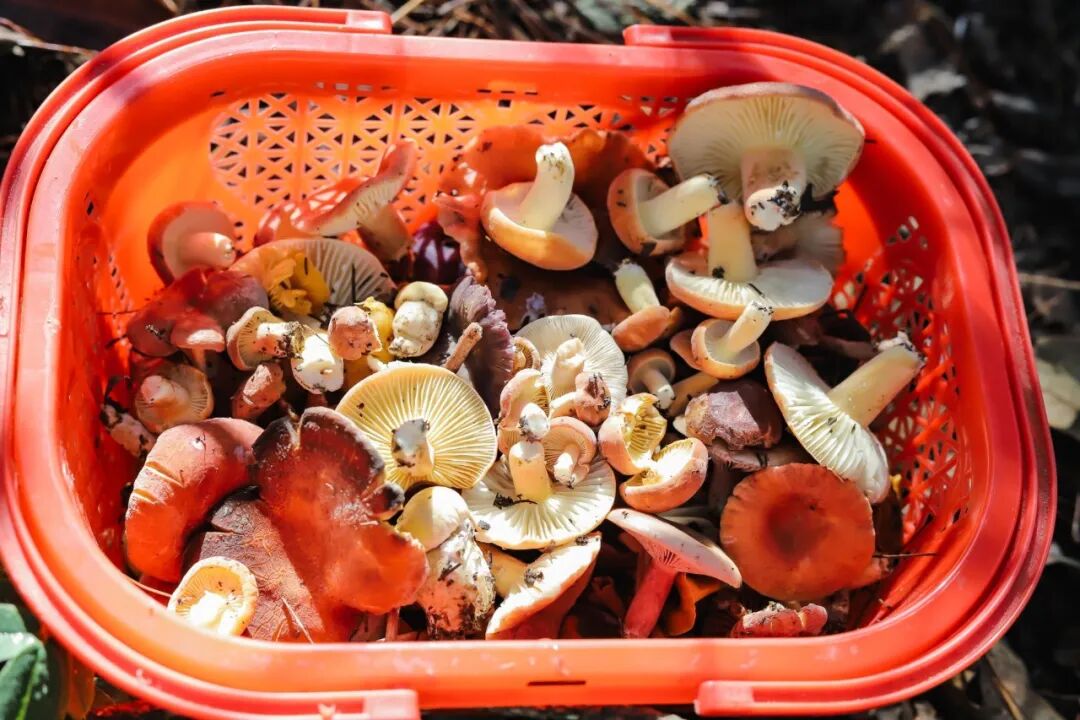 远离毒蘑菇 避开四个误区