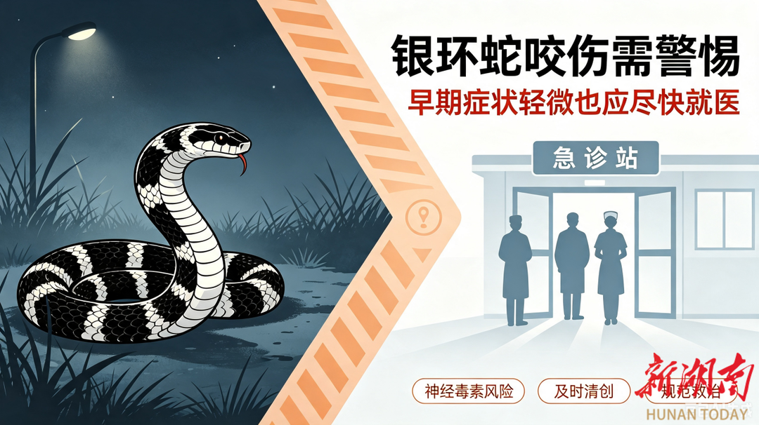 夜间草丛遇“无痛”咬伤，警惕银环蛇！南华医院成功救治银环蛇咬伤危重女孩