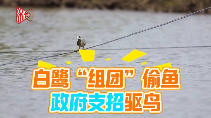 沅江市 | 白鹭“组团”偷鱼，政府支招驱鸟