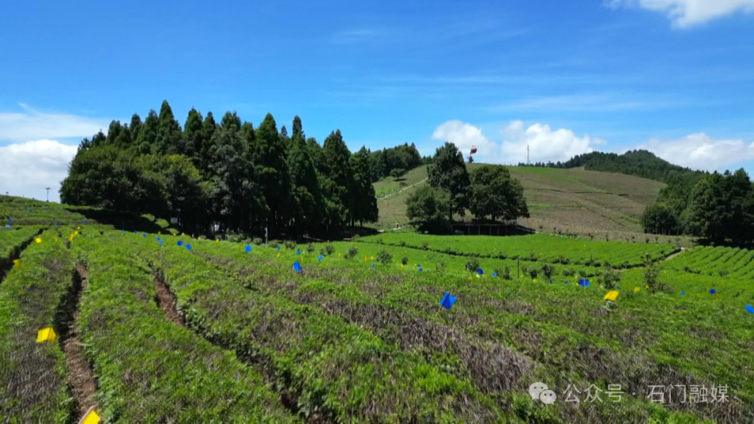高山觅清凉！石门白云山迎来避暑客流高峰