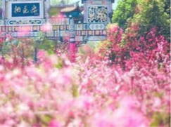 桃花源里