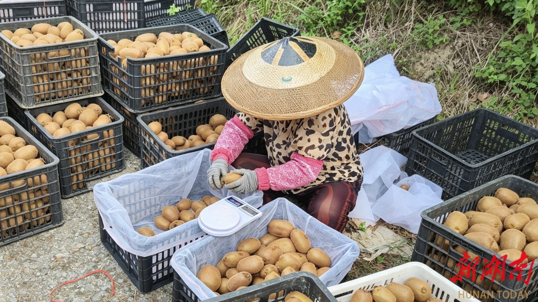 菖蒲塘猕猴桃俏销全国@湖南日报