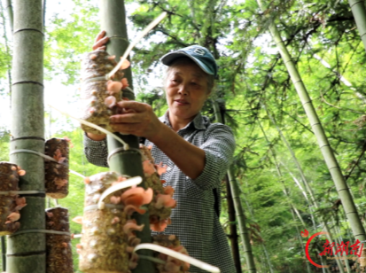 双牌何家洞镇：竹林生金菇 林下兴产业