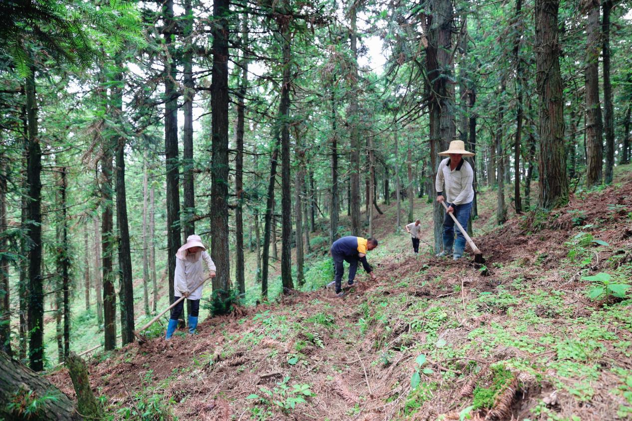 隆回白马山国有林场:林下药材种出生态富民路