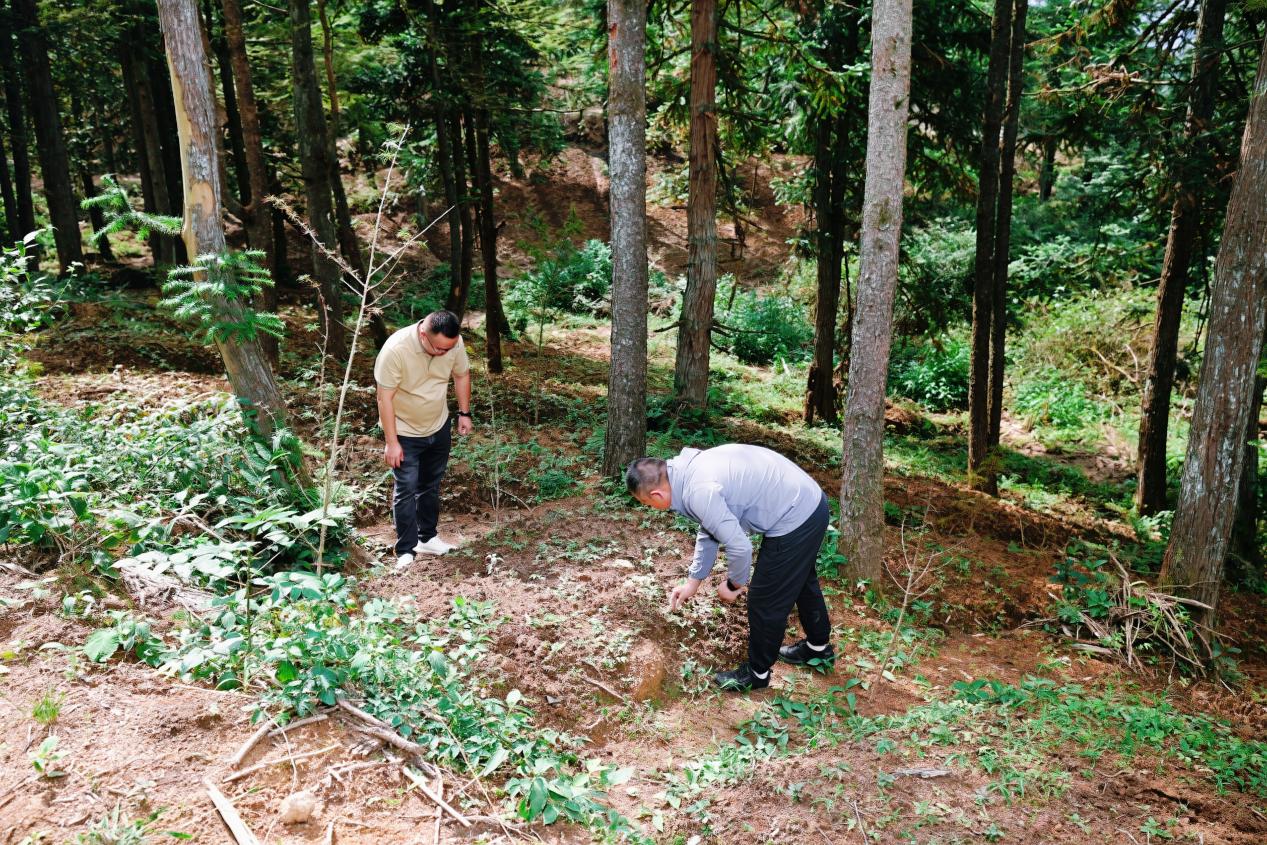 隆回白马山国有林场:林下药材种出生态富民路