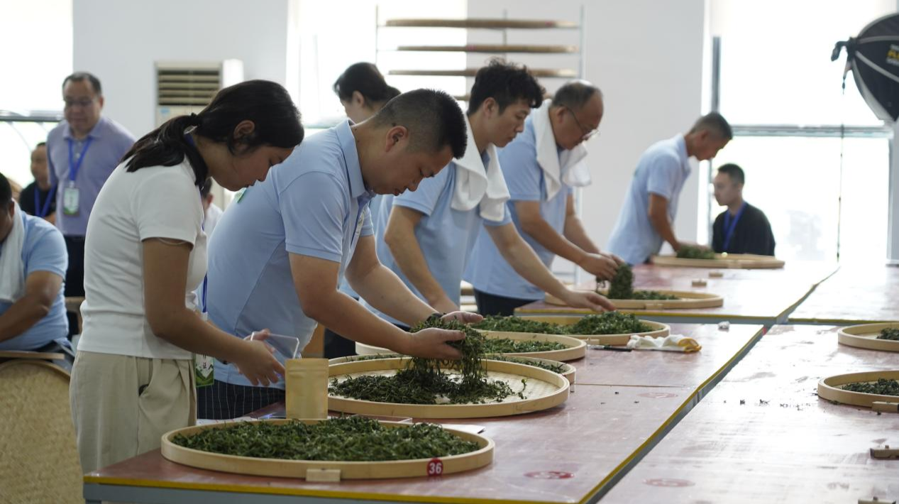 在古丈看全省制茶高手拼技艺！比茶香！