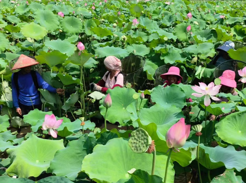 零陵：“莲虾共生”铺就生态致富路