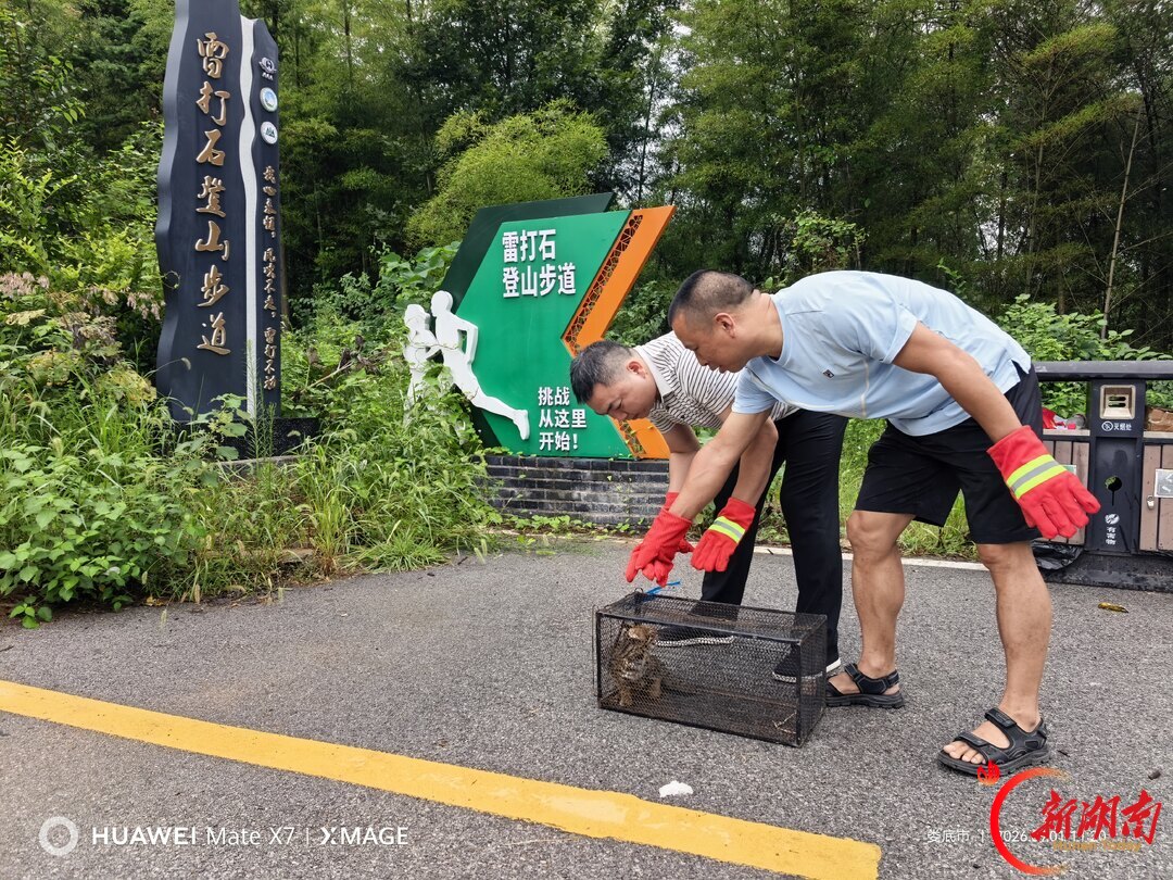 杏子铺镇成功救助放生国家二级保护动物豹猫