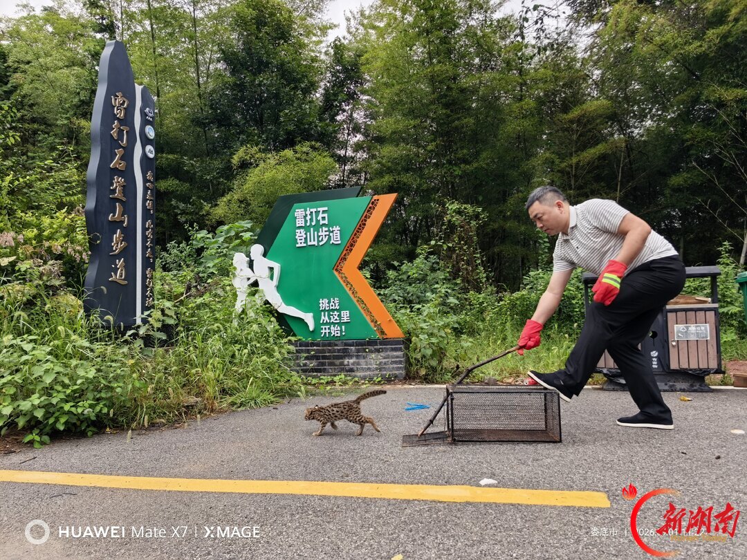 杏子铺镇成功救助放生国家二级保护动物豹猫