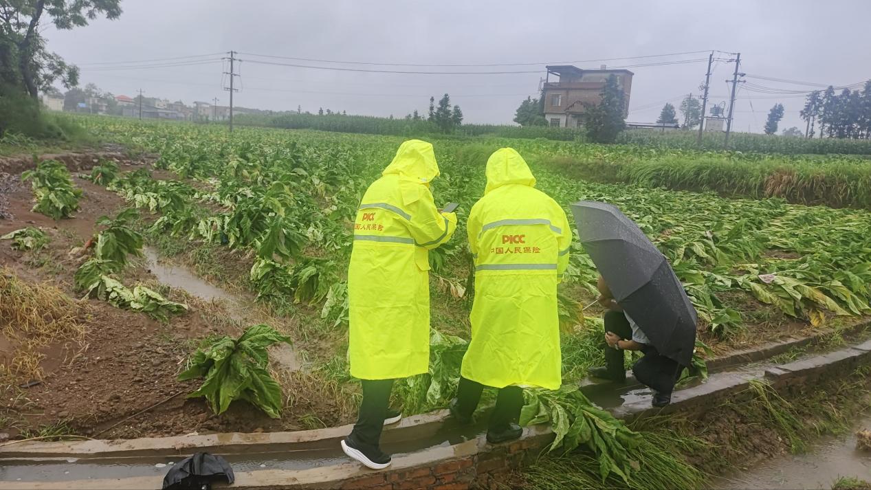 科技赋能政保协同 农险兜底纾解民忧——人保财险湖南省分公司“为民办实事”案例