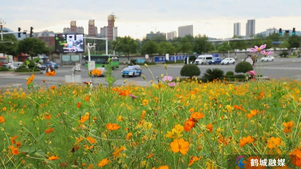鹤城区边角地块变身口袋公园，市民家门口乐享生态福利