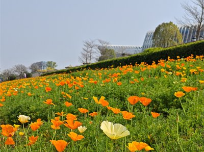 辰溪：浪漫种在家门口，鲜花绽放迎客来