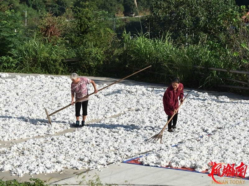 朵朵棉桃变“金疙瘩”，小庭院催生“致富经”！ 衡阳市延伸农业产业链条，富裕一方百姓